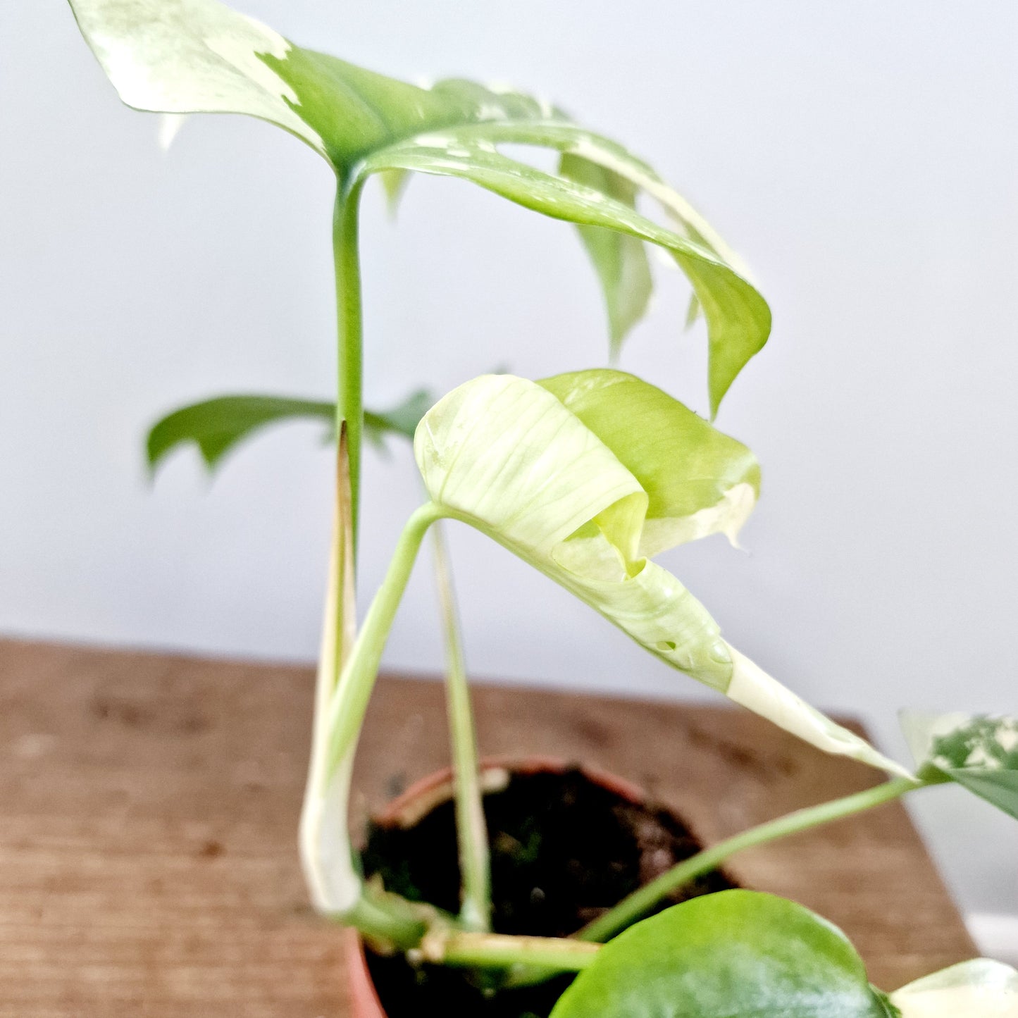 Rhaphidophora Tetrasperma Houseplant 10.5cm pot (1)