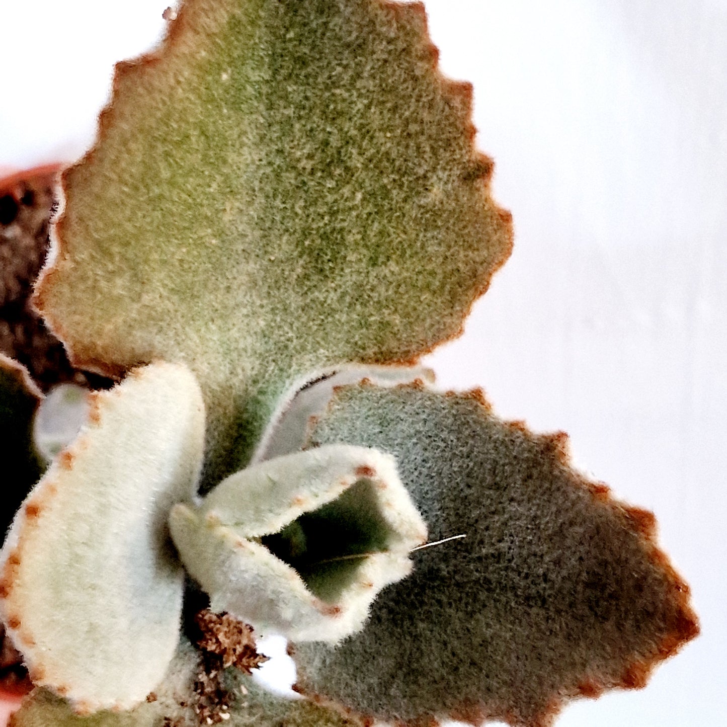Succulant Houseplant 8.5cm pot