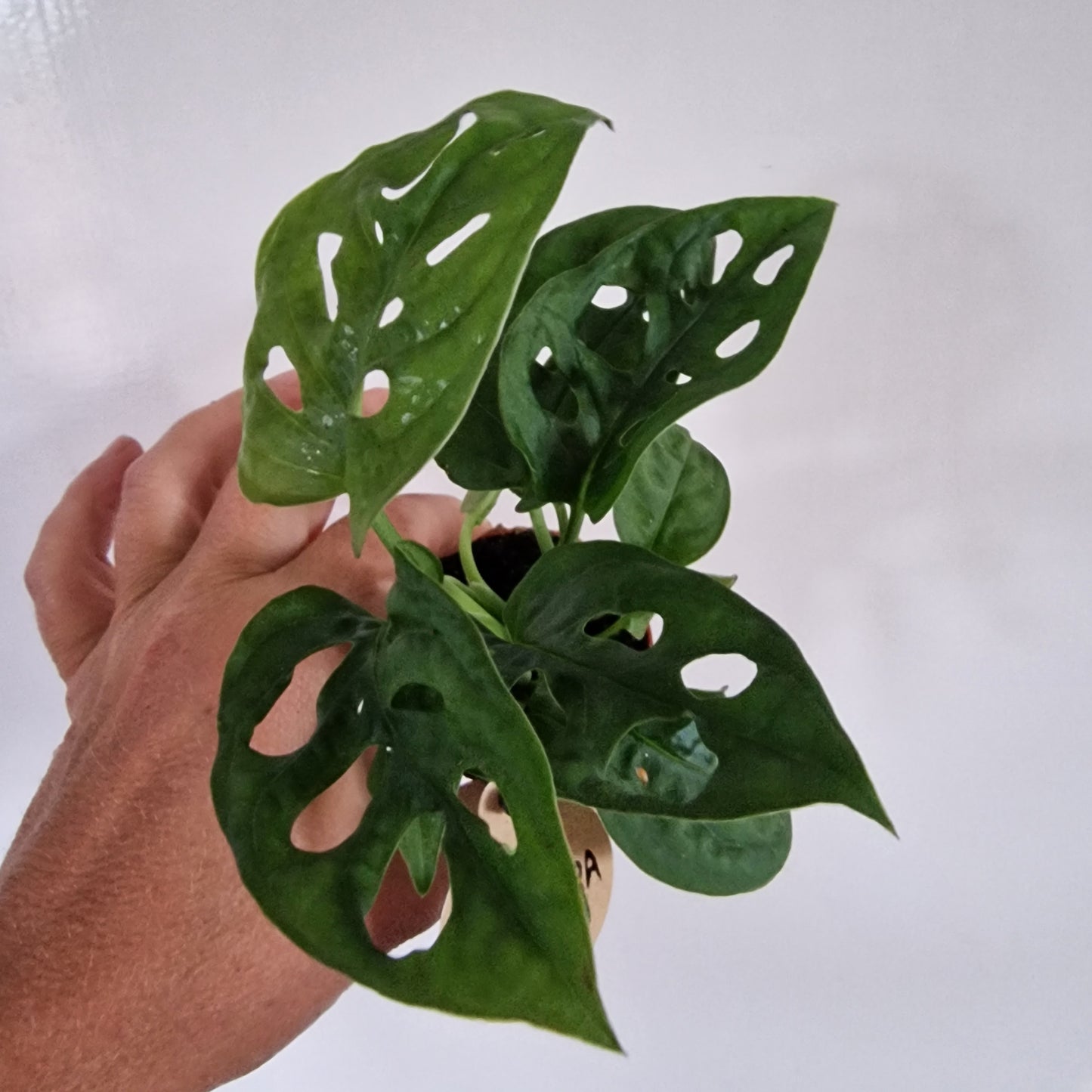Monstera Rare Houseplant 6cm pot