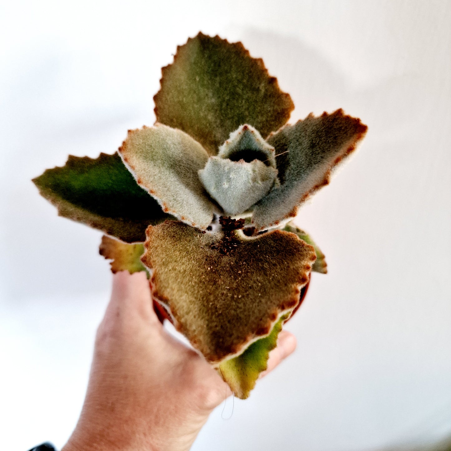Succulant Houseplant 8.5cm pot