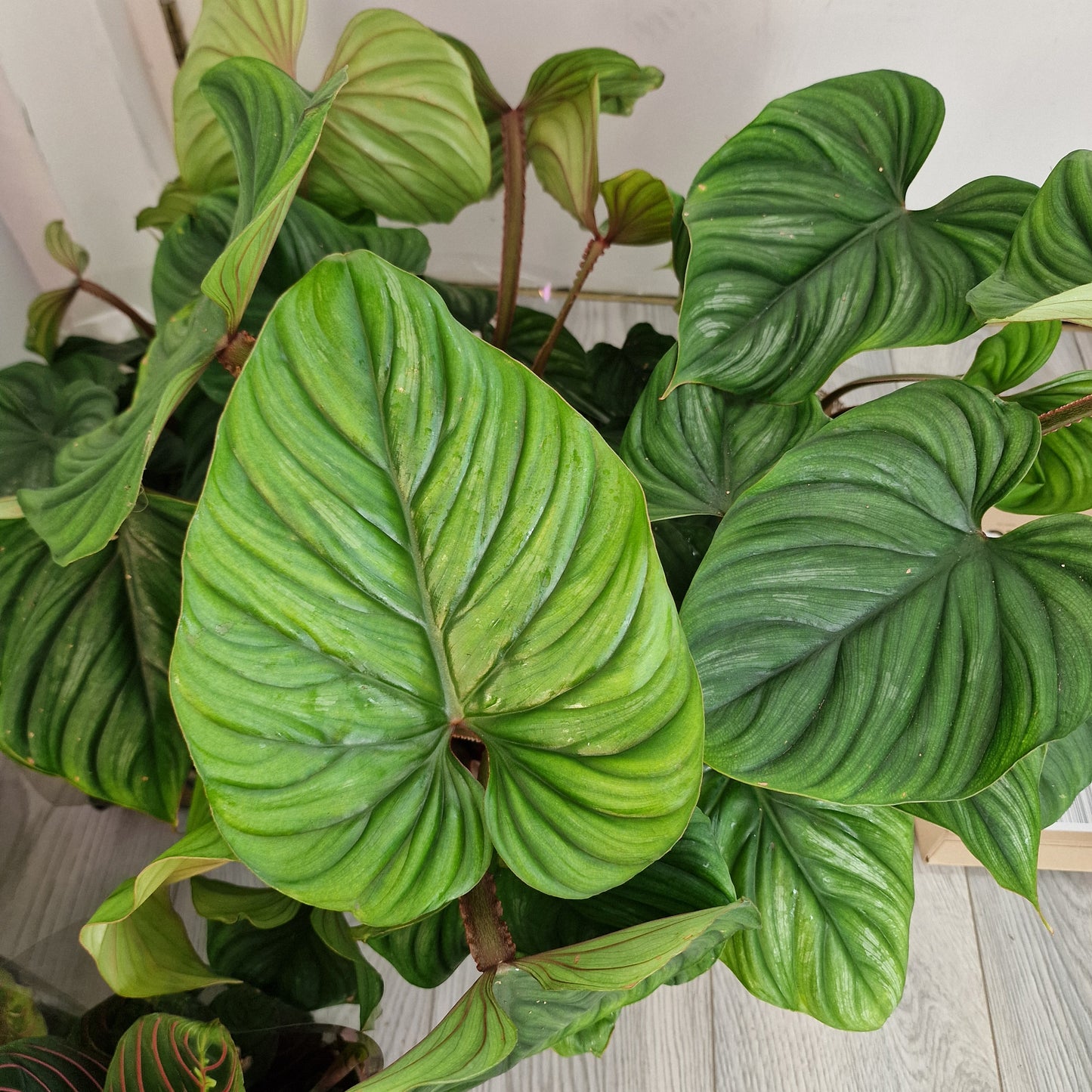 Philodendron Plowmanii Rare Houseplant 12cm pot