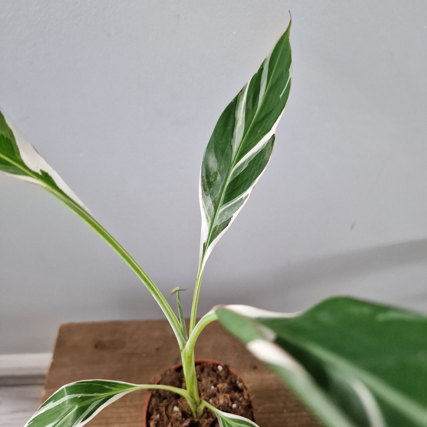 Musa Florida Rare Houseplant approx 40cm tall 10.5cm pot (3)