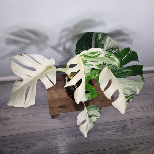 Monstera Albo ‘Super White’ – 15cm Pot (#4)