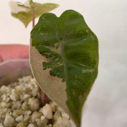 Alocasia Pseudo Sanderiana Pink Variegata – Established | Exact Plant #5