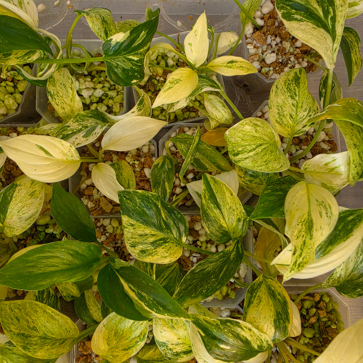 Homalomena Snow White Variegated – Chosen at Random