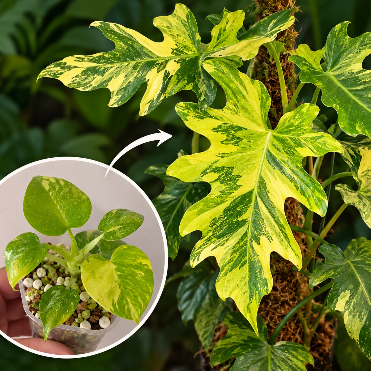 Philodenron warszewiczii Aurea Flavum Var