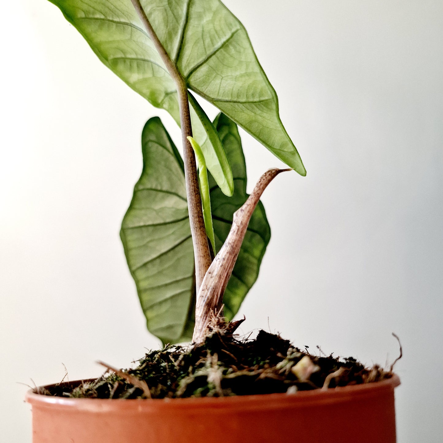 Alocasia Heterophilla 'Dragons Breath' Houseplant 12cm pot