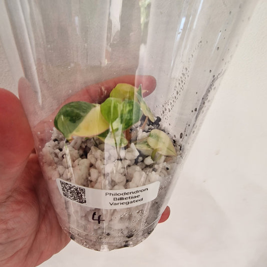 PRE-ORDER – Philodendron Billietiae Variegated – Young TC Plant (#4)