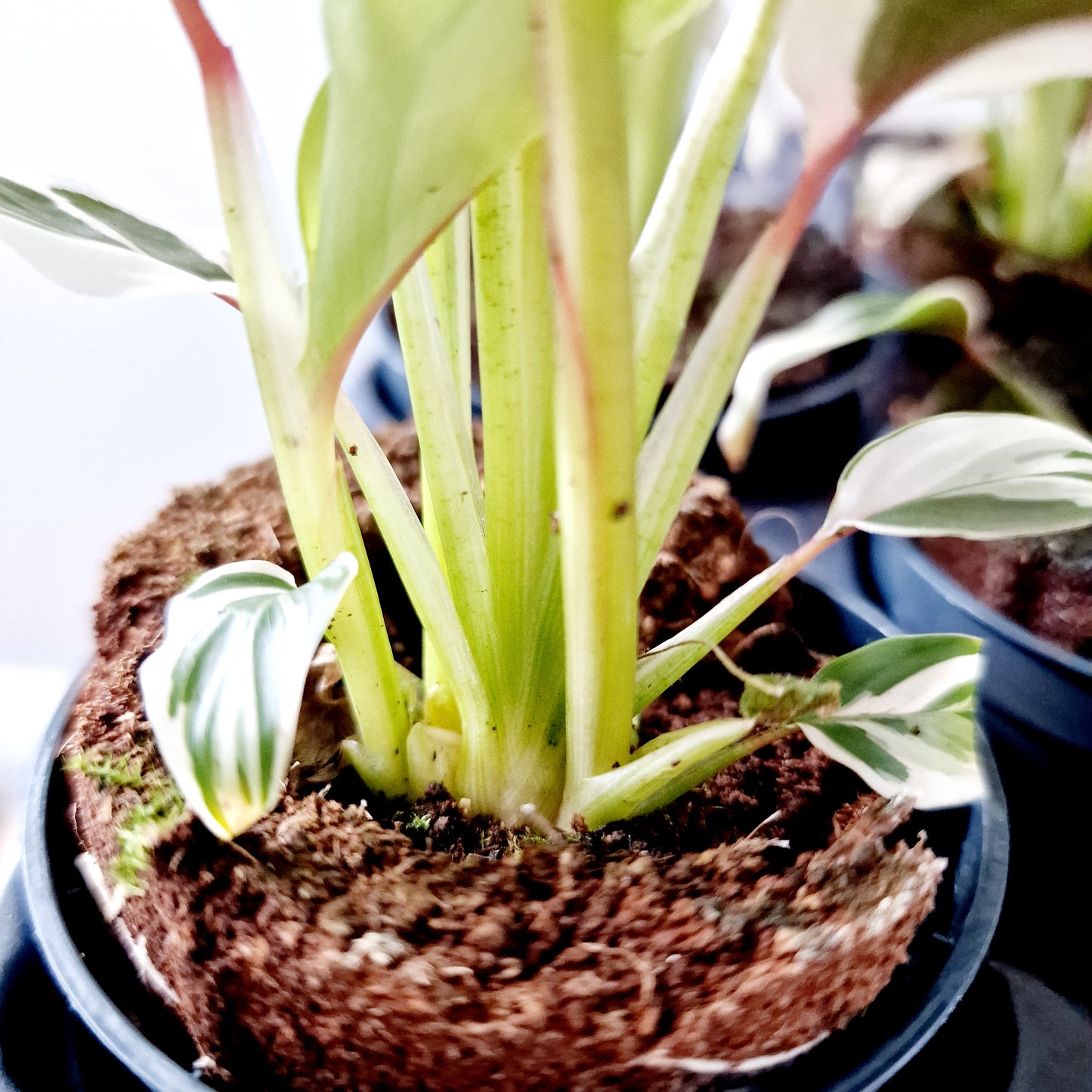 Ctenanthe Setosa Princess Dalya Houseplant 7cm pot