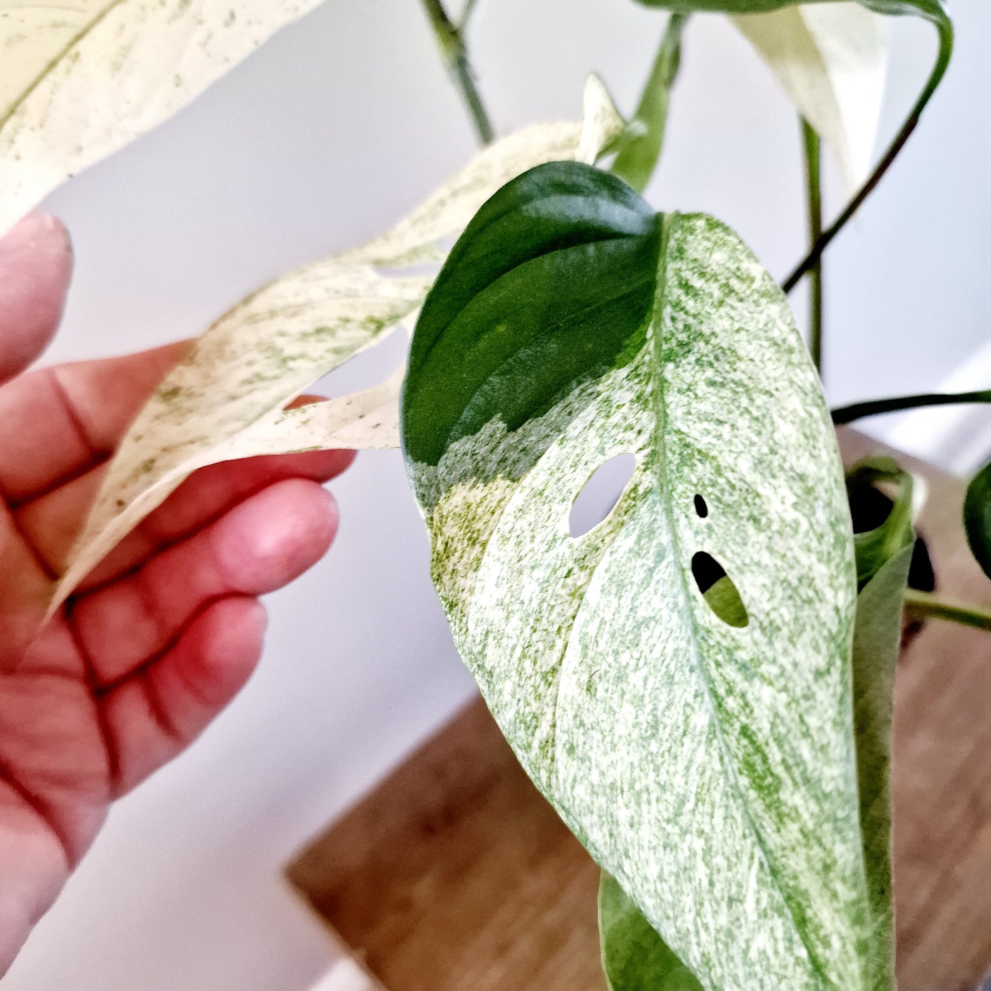 Monstera Laniata Mint Rare Houseplant 12cm pot (15)