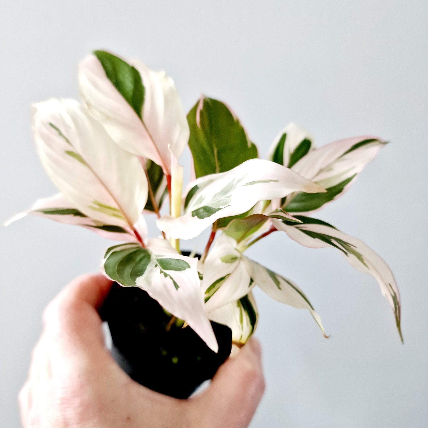 Ctenanthe Setosa Princess Dalya Houseplant 7cm pot