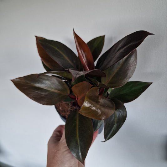 Philodendron Imperial Red – 12cm Pot