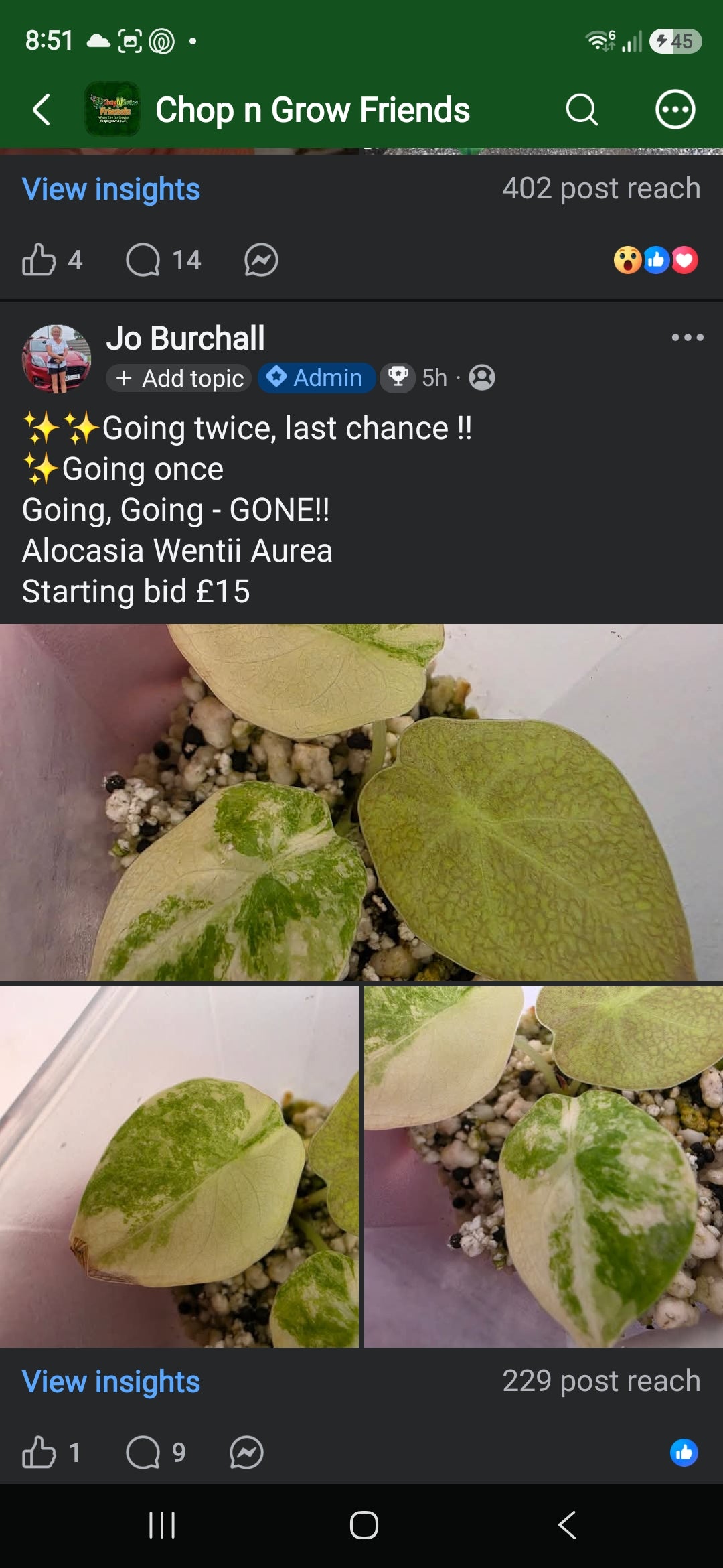 Sunday CnG Sale - Lenka Wentii Aurea