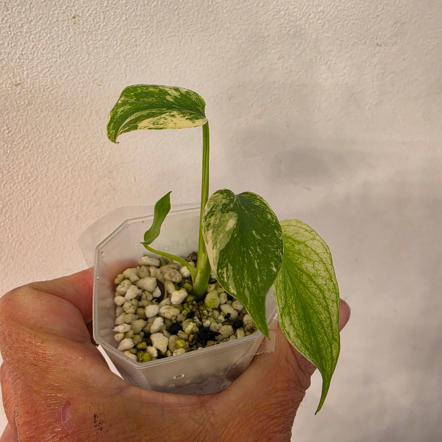14133 Sam Towsey - Monstera Mint China’s Version – Exact Plant No. 12 - See Description