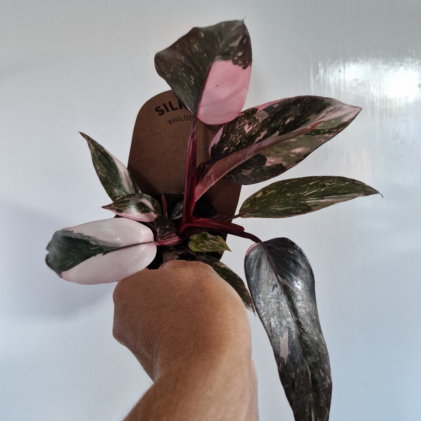 Philodendron Pink Marble Rare Houseplant 9cm pot