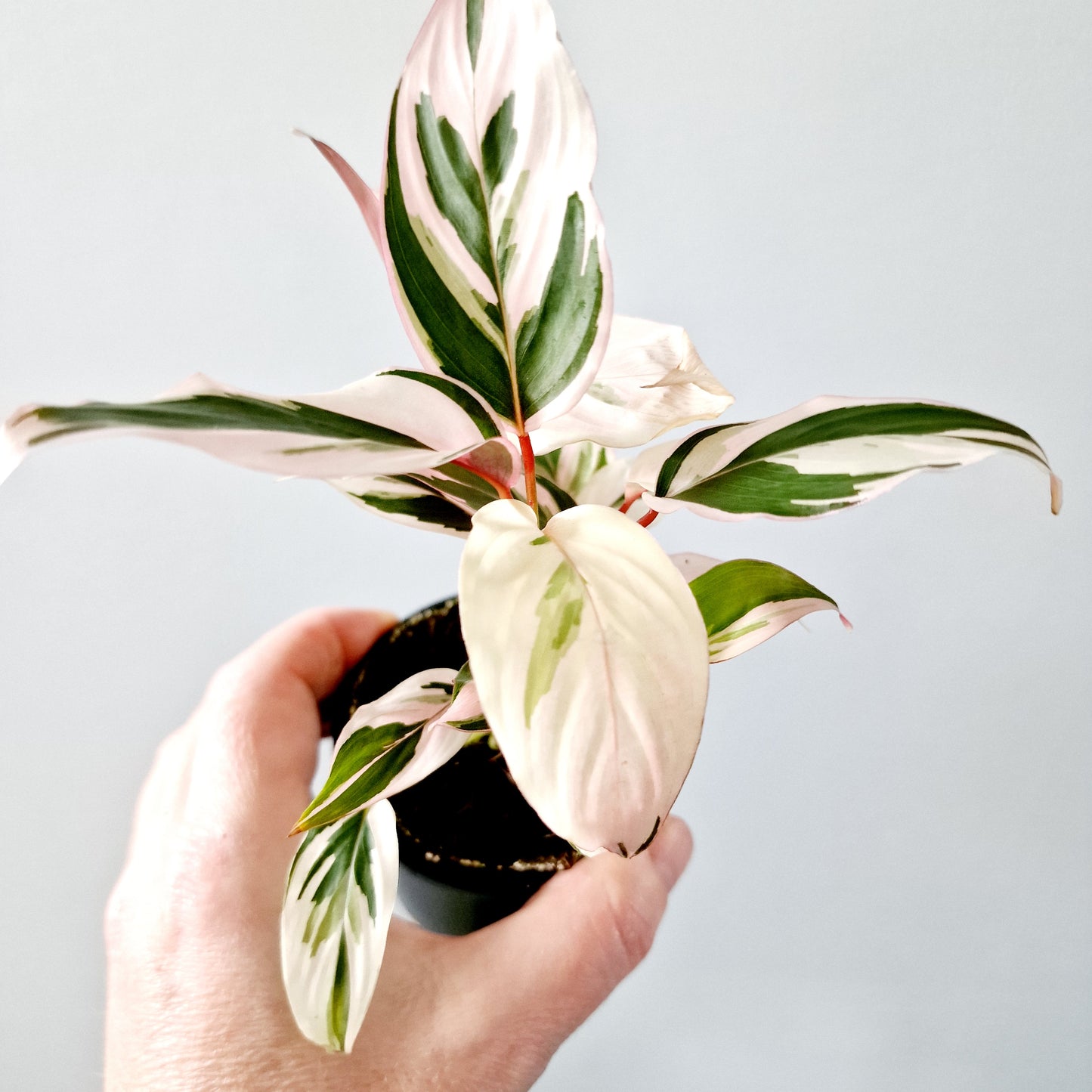 Ctenanthe Setosa Princess Dalya Houseplant 7cm pot