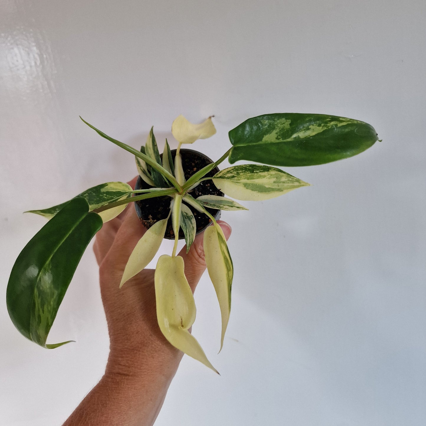 Philodendron Florida Beauty Houseplant in 6cm pot (3)