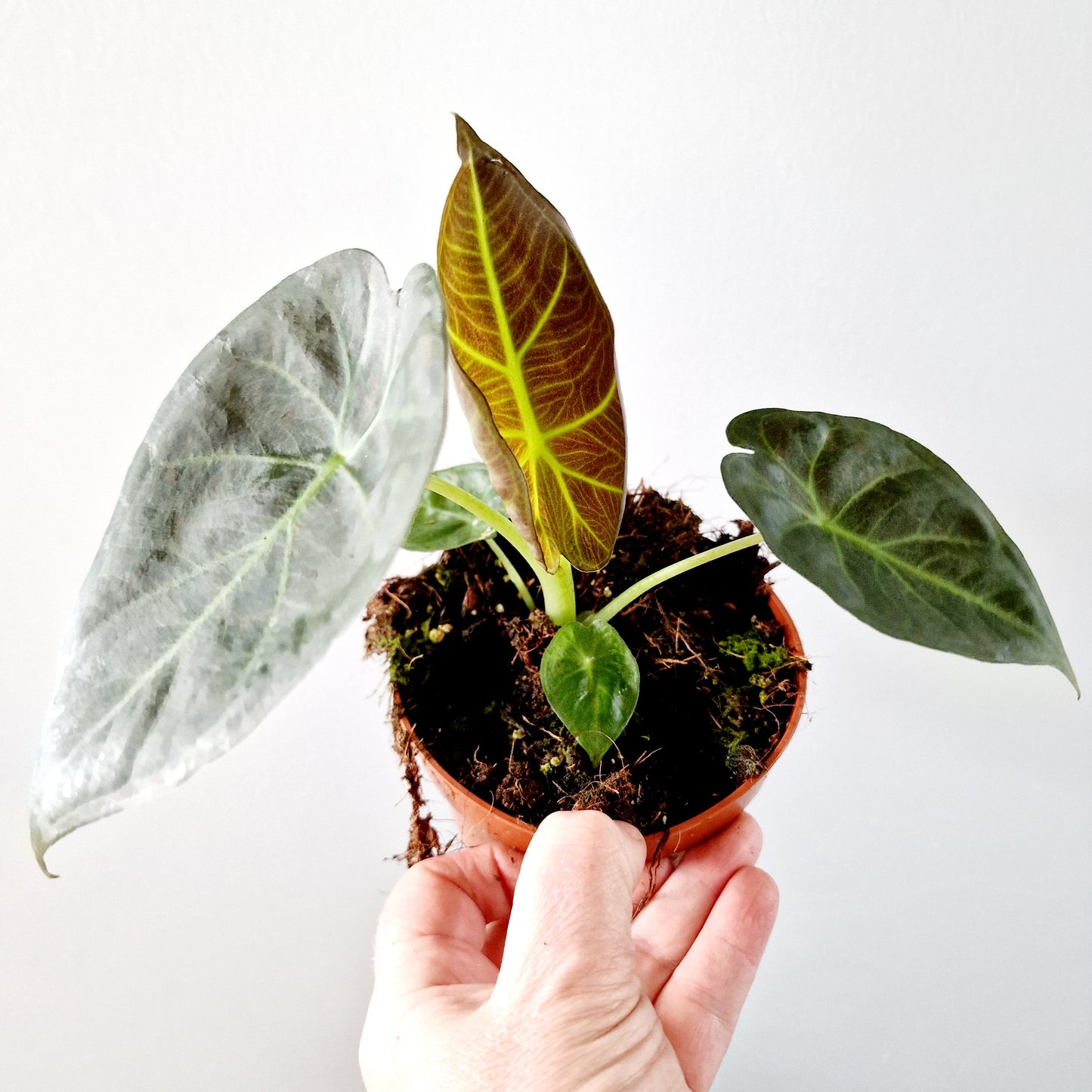Alocasia Regal Shield Houseplant 10.5cm pot