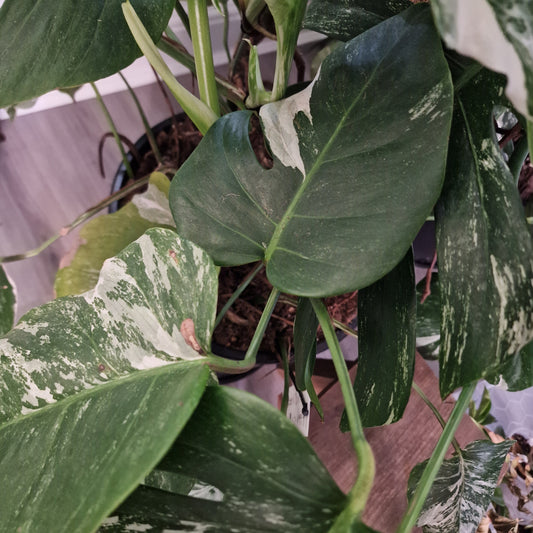 Monstera Albo Good Variegation Middle Cutting