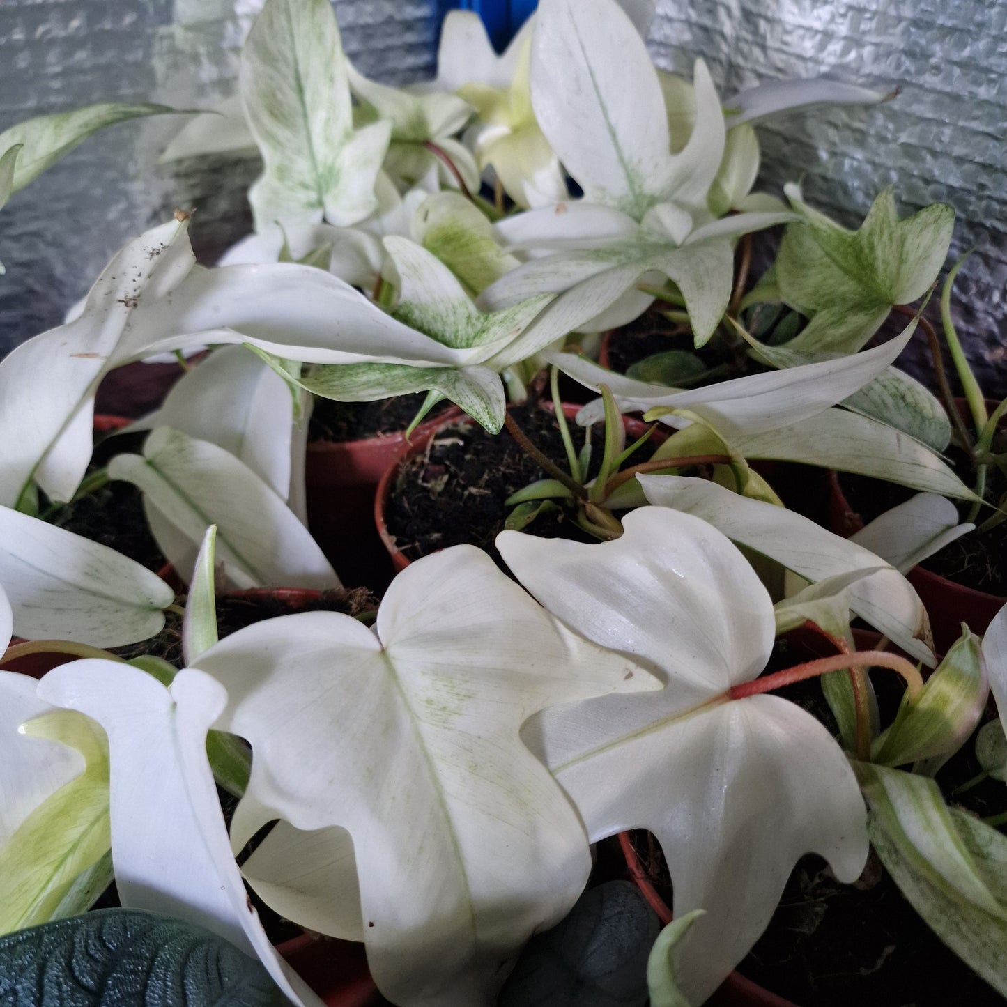 Philodendron Florida Ghost Rare Houseplant 12cm pot