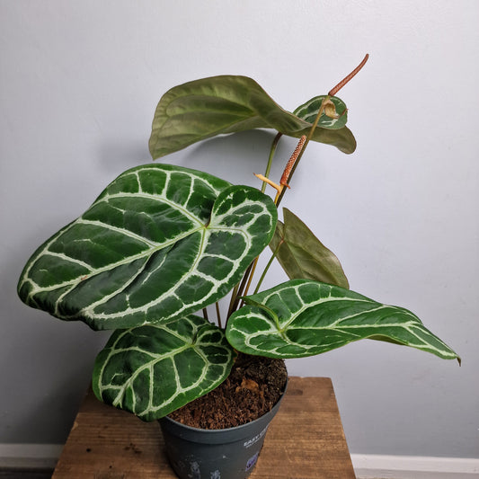 Anthurium Crystallinum ‘Karma Crystal’ Hybrid – 17 cm Pot