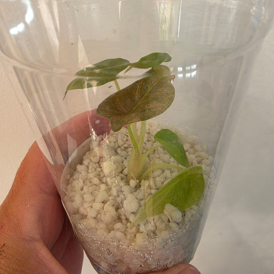 Alocasia Cuprea Pink Spot – Exact Plant No. 7 - See Description
