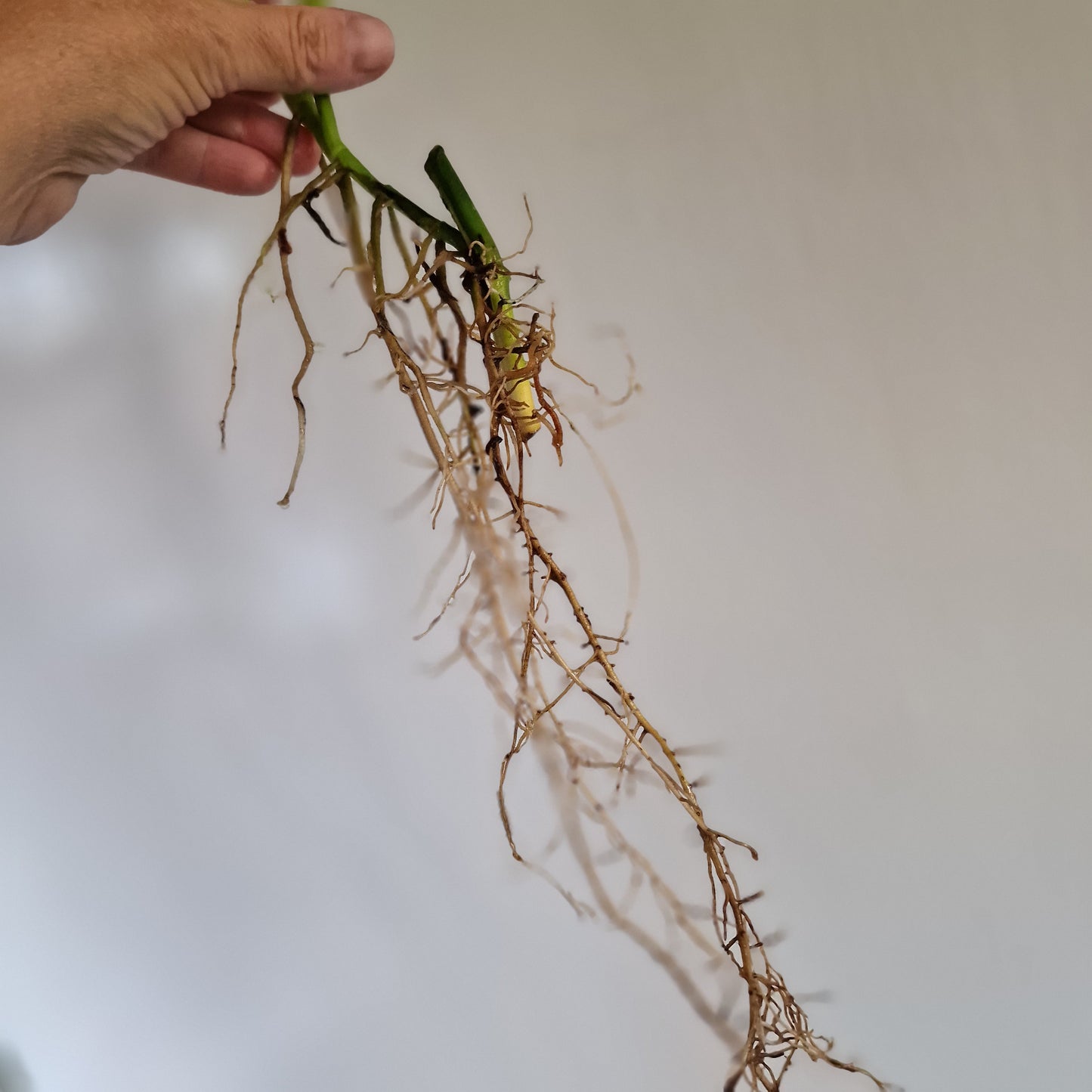 Monstera Adansonii Variegated rooted in Water