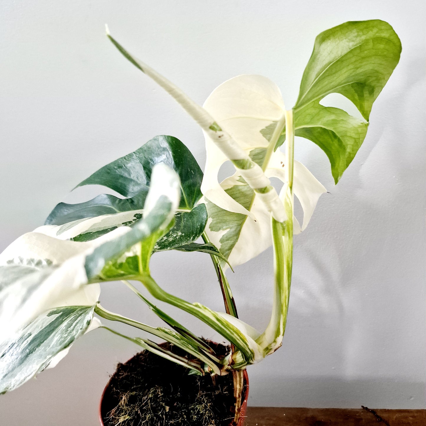 Monstera Albo Super White Houseplant 15cm pot (3)