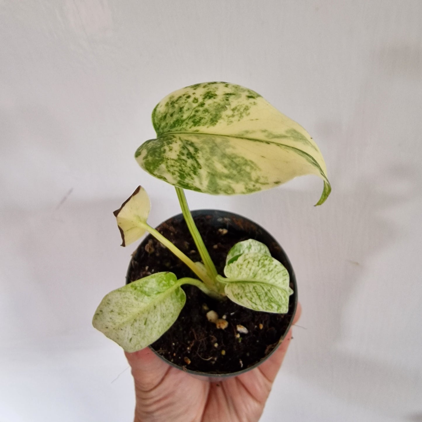 Monstera White Monster Rare Houseplant 8.5cm pot (1)
