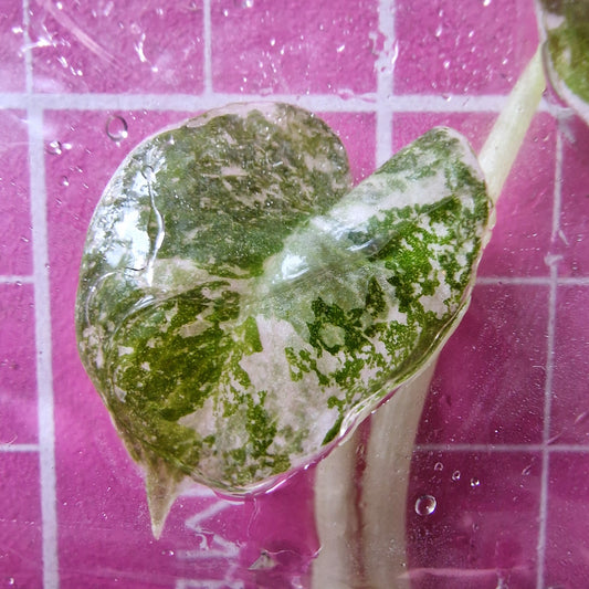 Alocasia Cuprea ‘Nom Yen’ Variegated – Tissue Culture Plant (In Vitro)