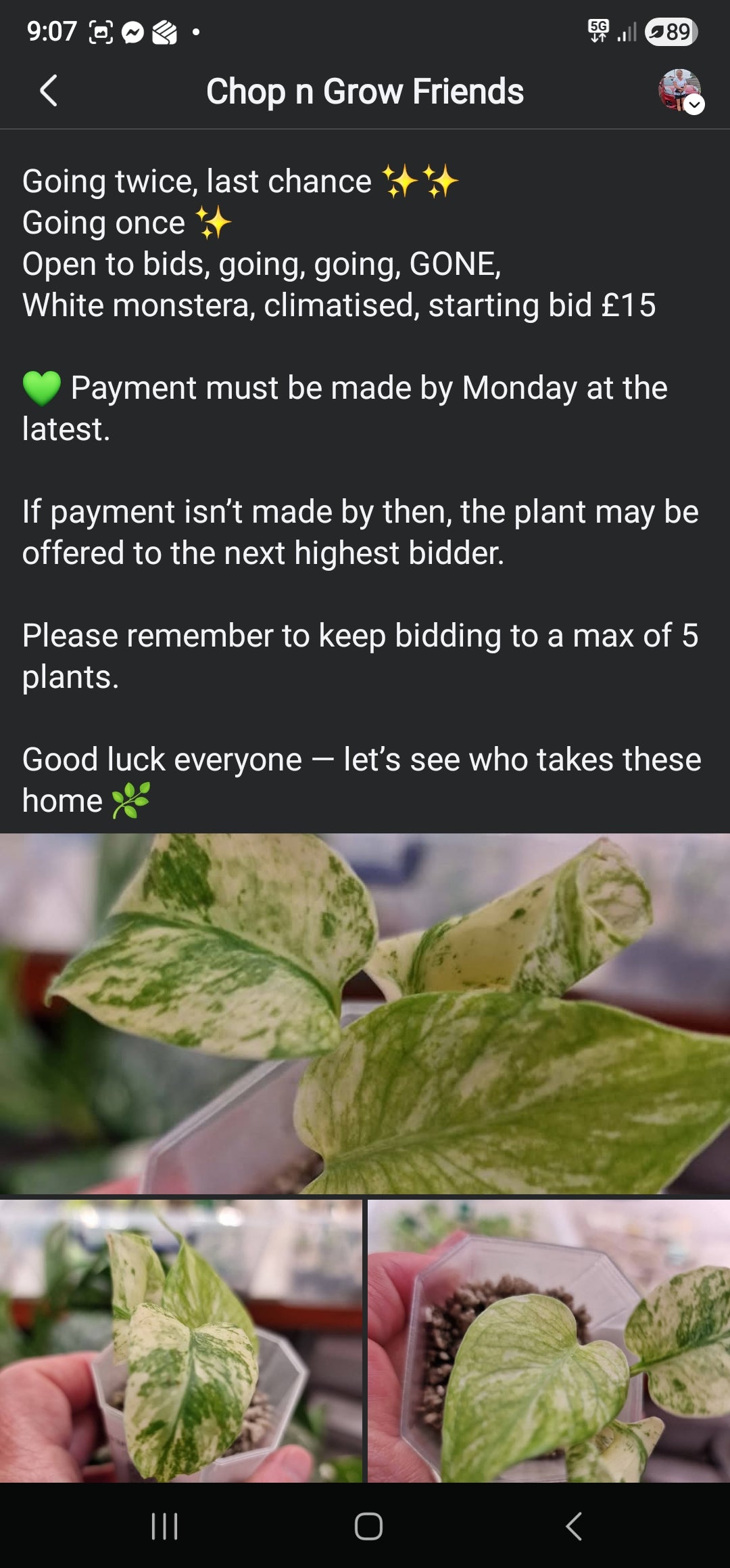 Sunday Sale - Lee White Monstera