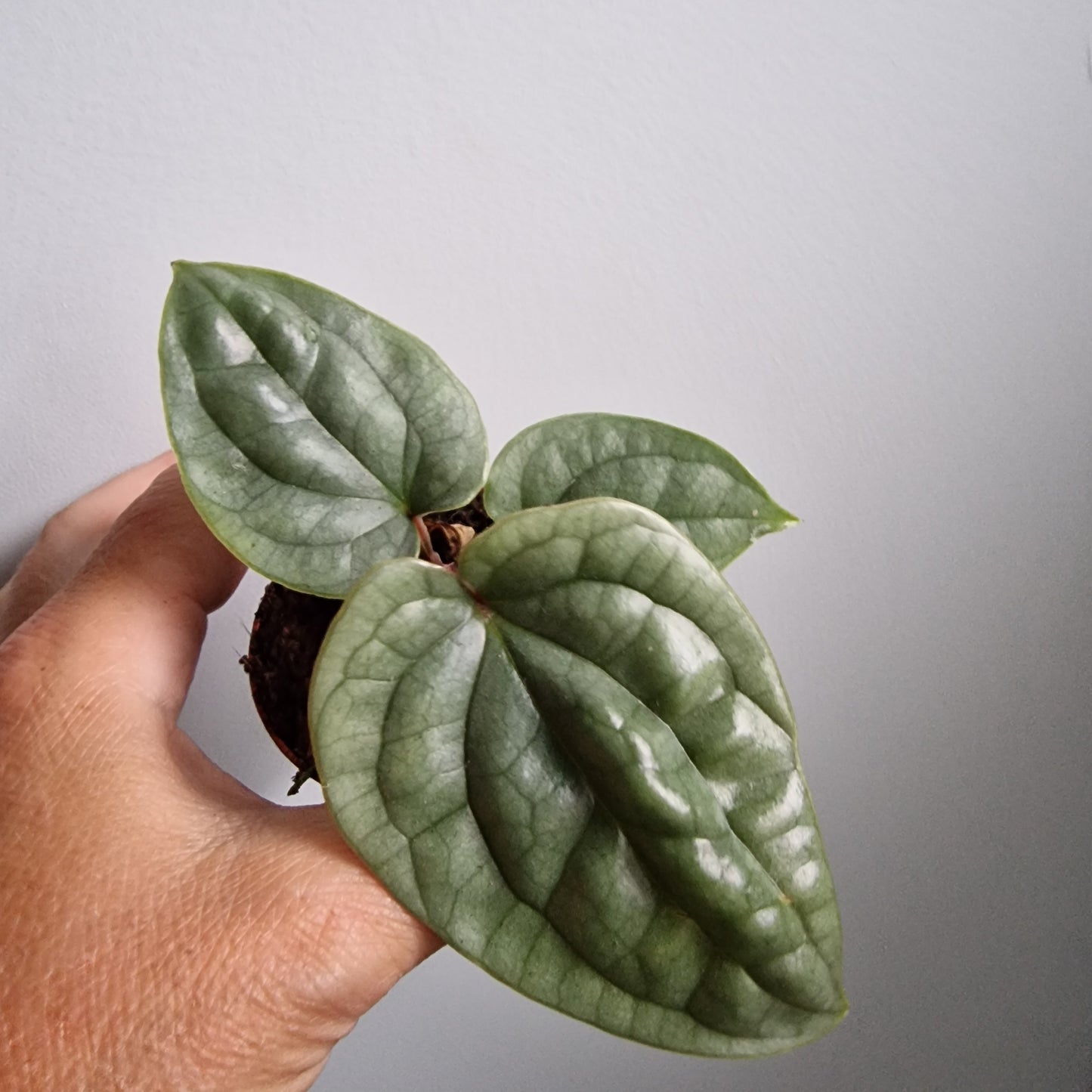 Anthurium Luxurians Houseplant 6cm pot