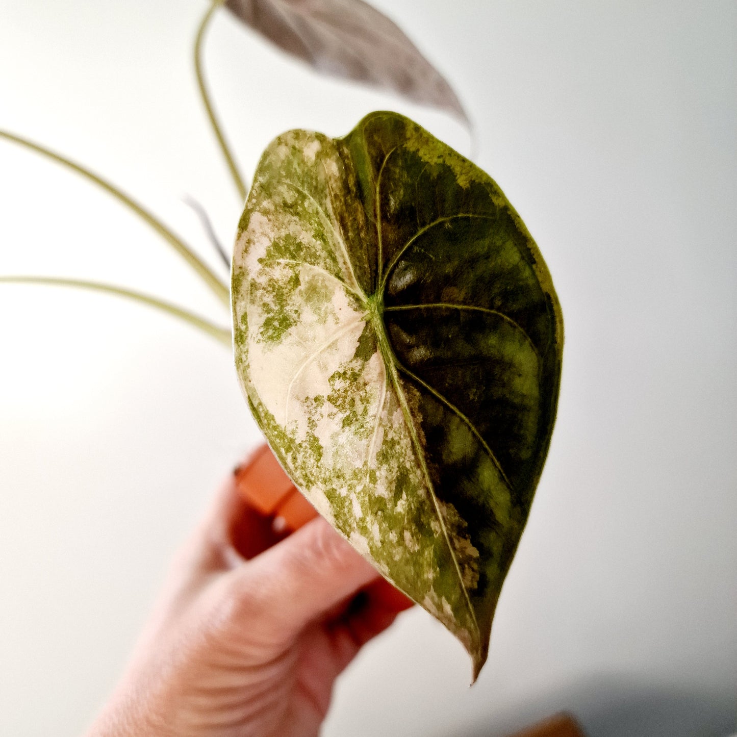 Alocasia Wentii Variegated Houseplant 7cm pot (2)