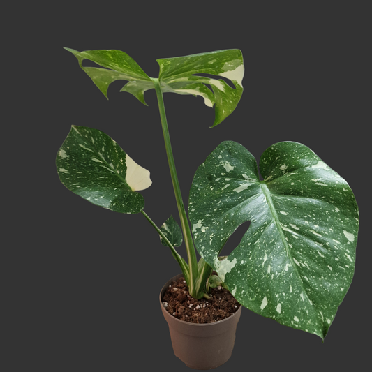 Monstera Thai Constellation Houseplant 12cm pot (4)