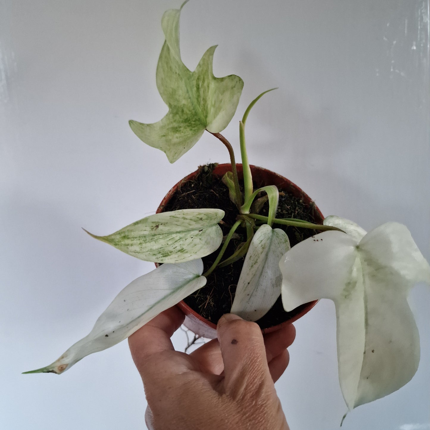 Philodendron Florida Ghost Rare Houseplant 12cm pot