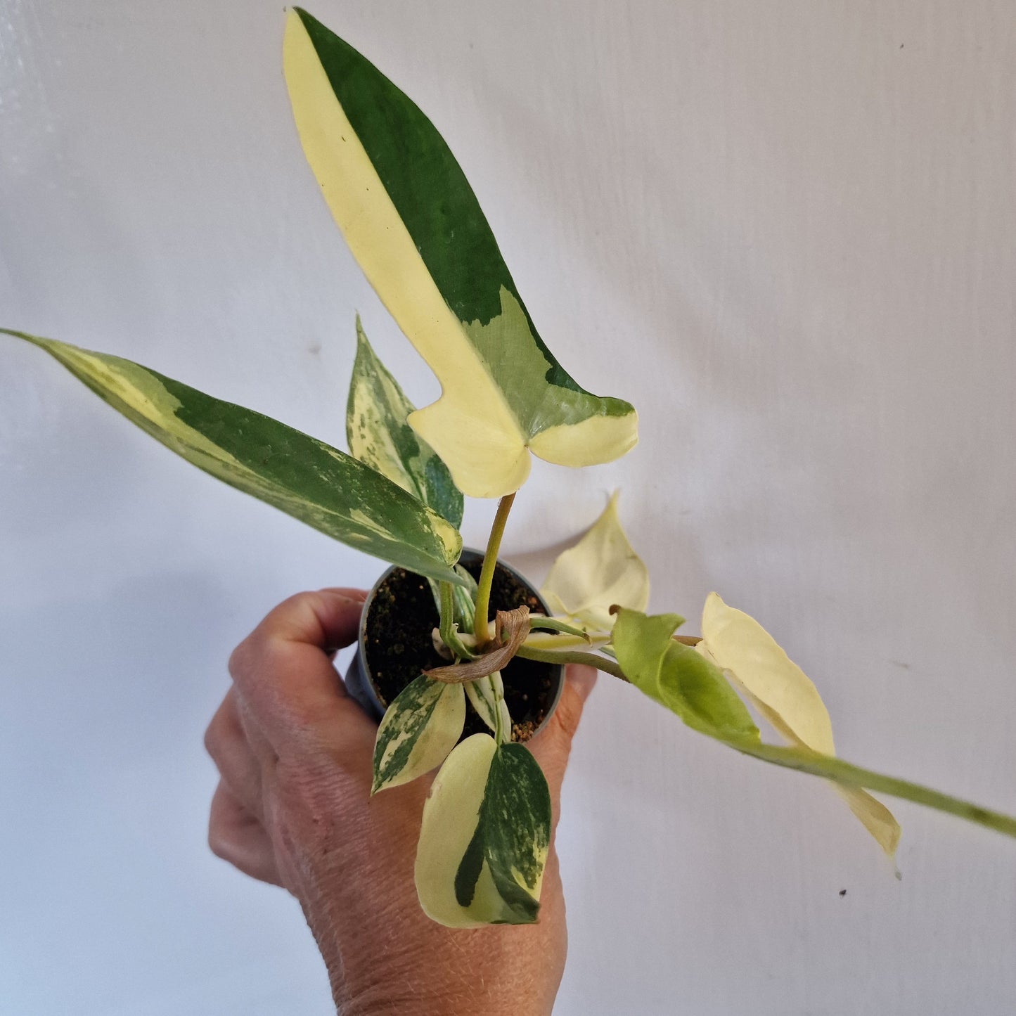 Philodendron Florida Beauty Rare Houseplant 6cm pot