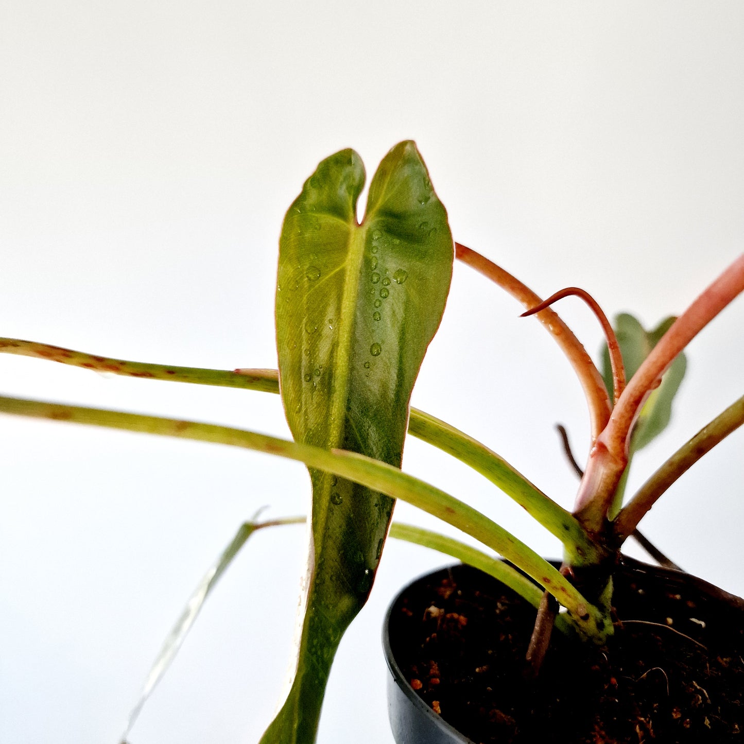 Philodendron Spiritus Sancti Houseplant 10.5cm pot