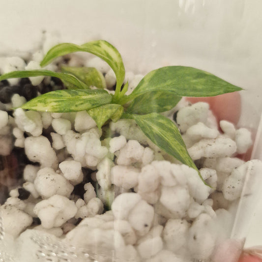 PRE-ORDER – Philodendron Gloriosum No2 (Variegated) – Young Exact TC Plant (#1)