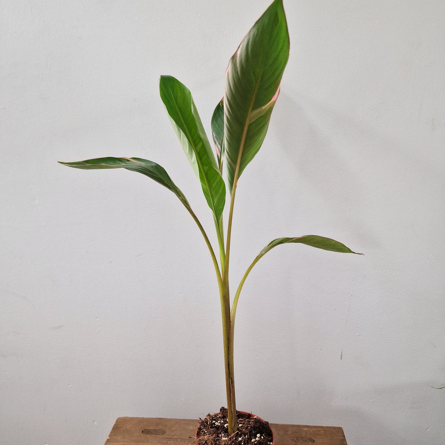 Musa Nono Rare Houseplant approx 40cm tall 10.5cm pot (2)
