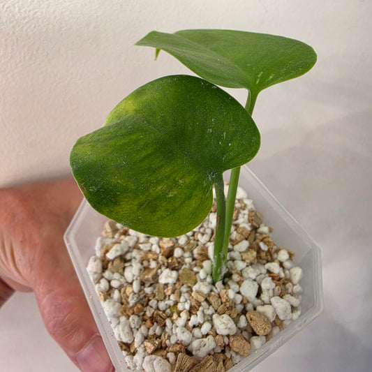 Monstera Devil Monster – Lightly Variegated / Speckled – Exact Plant (L1)