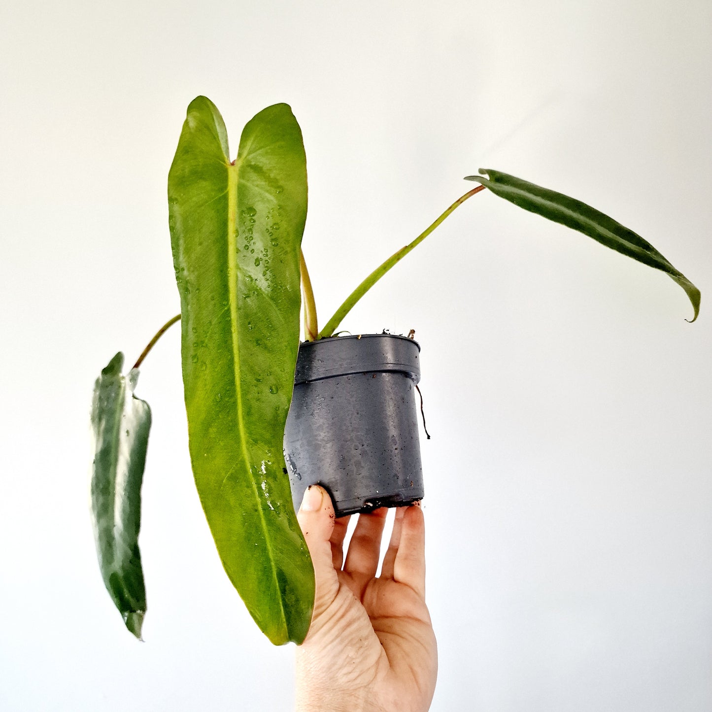 Philodendron Spiritus Sancti Houseplant 10.5cm pot