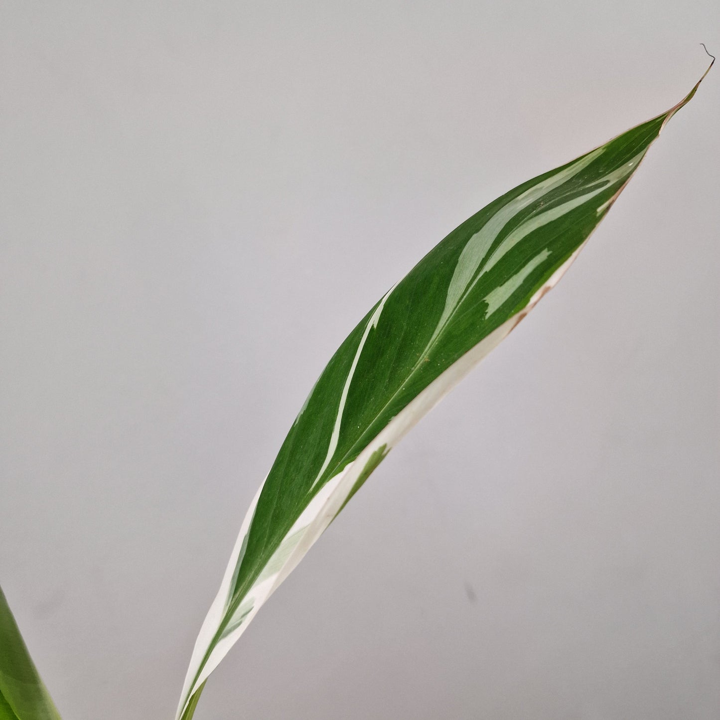 Musa Florida Rare Houseplant approx 40cm tall 10.5cm pot (1)
