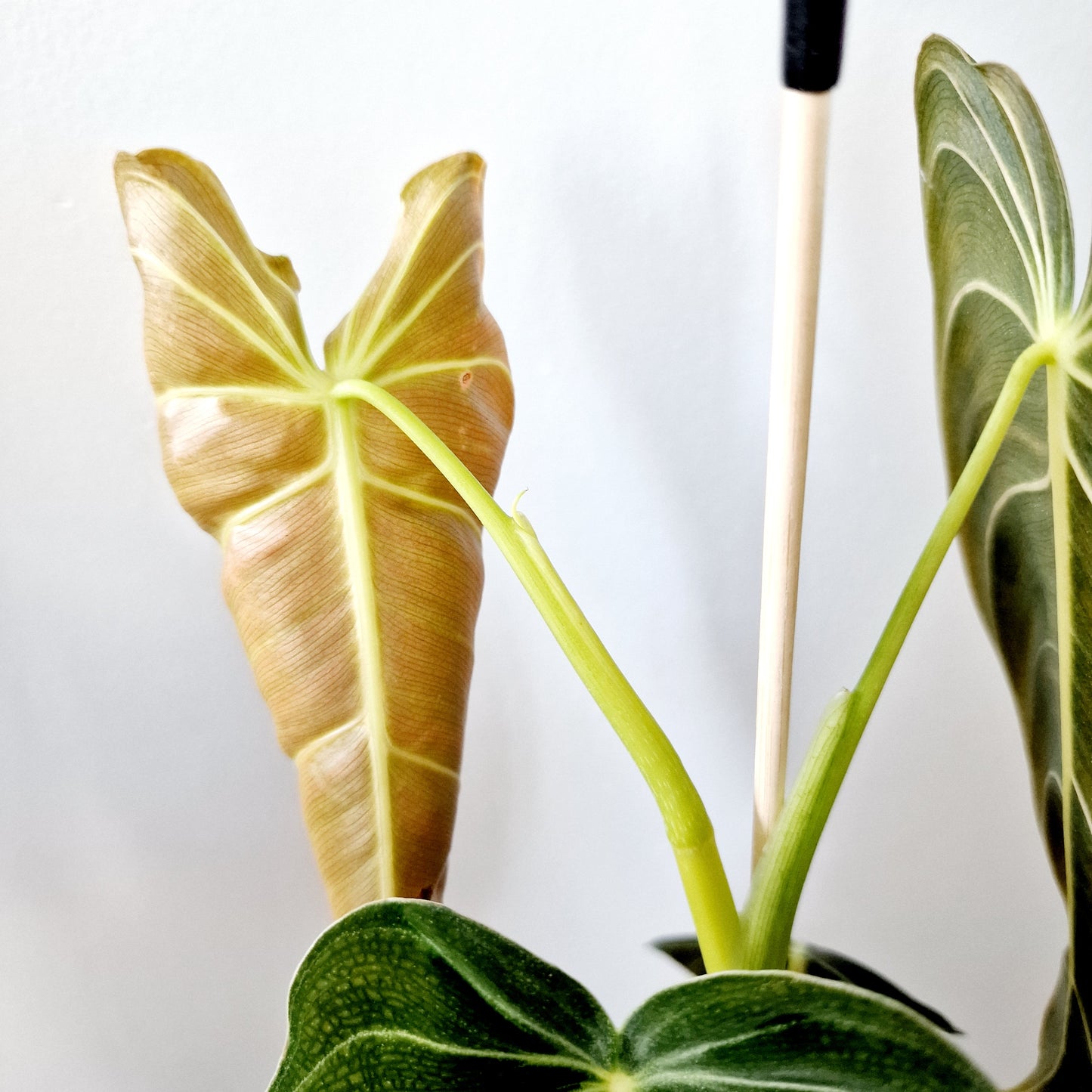 Philodendron Melanochrysum Houseplant 12cm pot