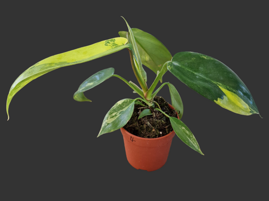 Philodendron Florida Beauty – 7cm Pot (#4)