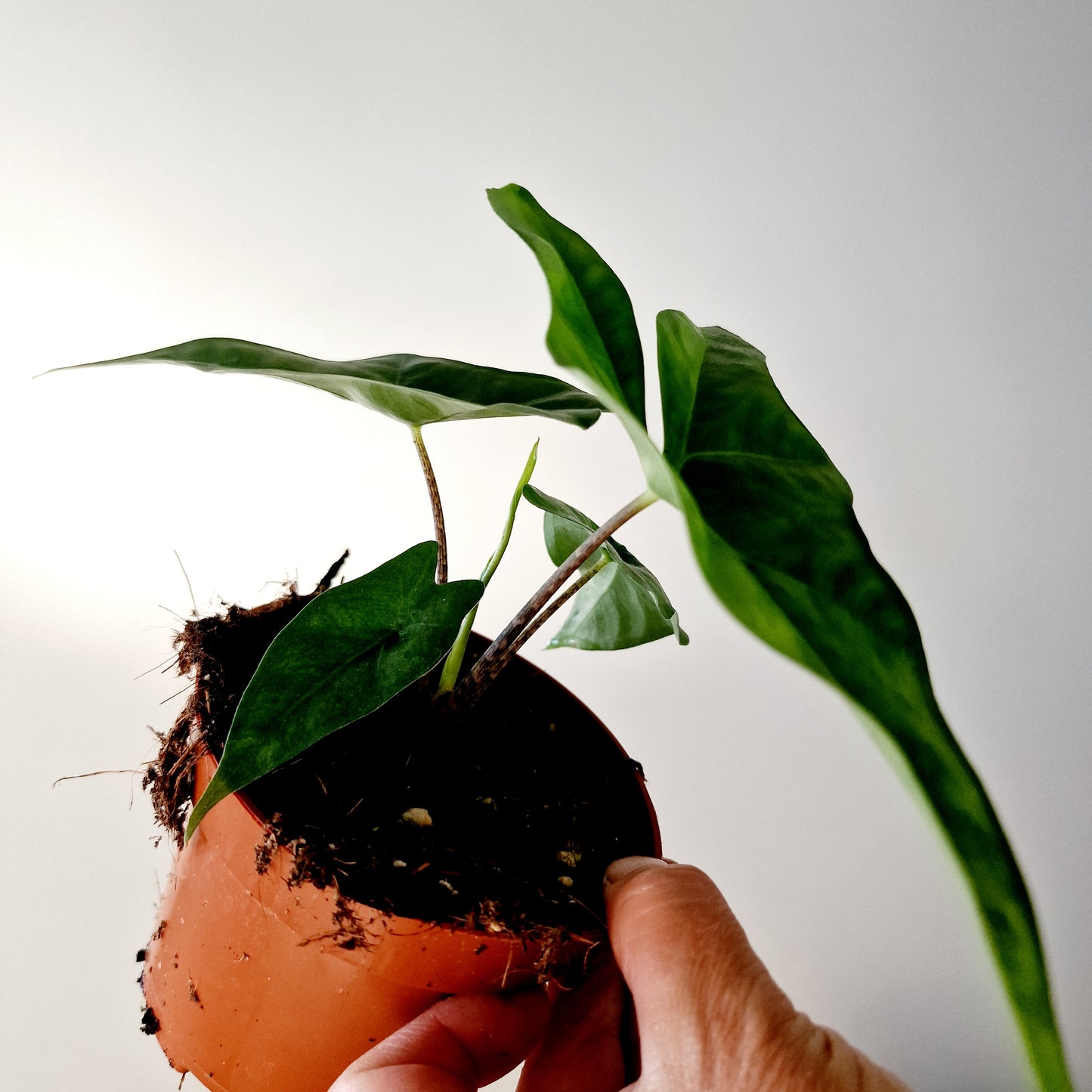 Alocasia Batwing Houseplant 10.5cm pot