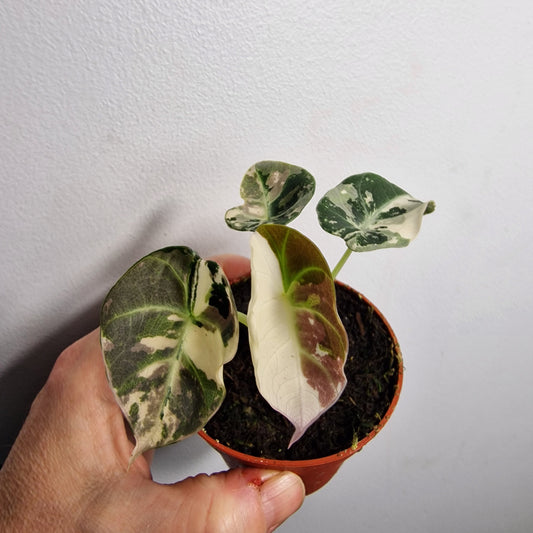 Alocasia Polly Variegated – 7cm Pot (#1)