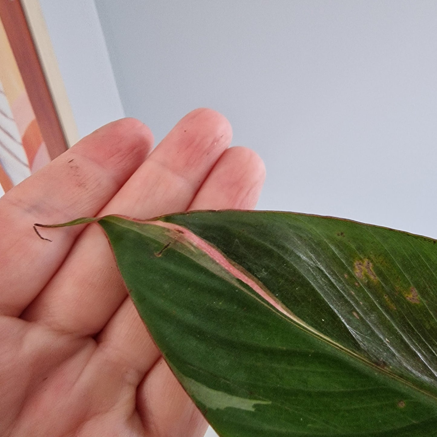 Musa Nono Rare Houseplant approx 50cm tall 10.5cm pot (8)
