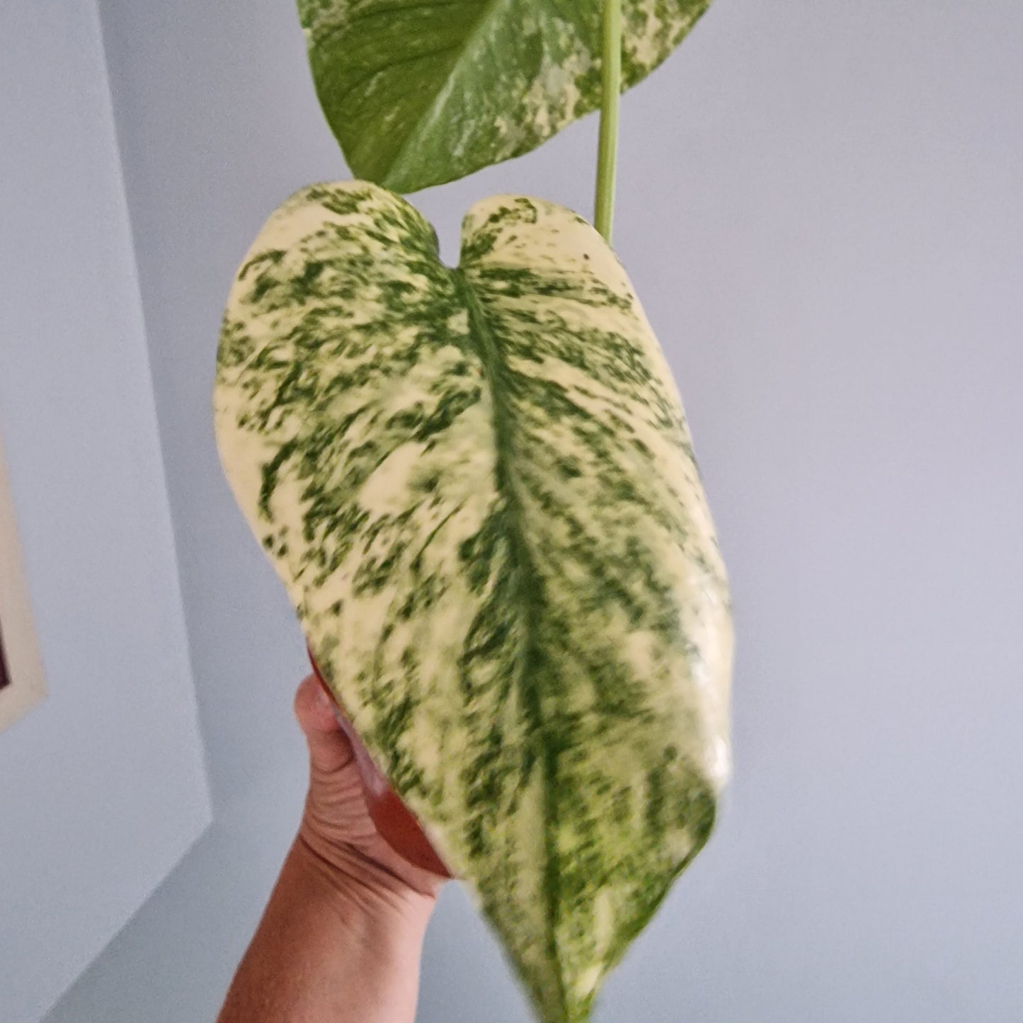 Monstera Thai Constellation Rare Houseplant 10.5cm pot (b)