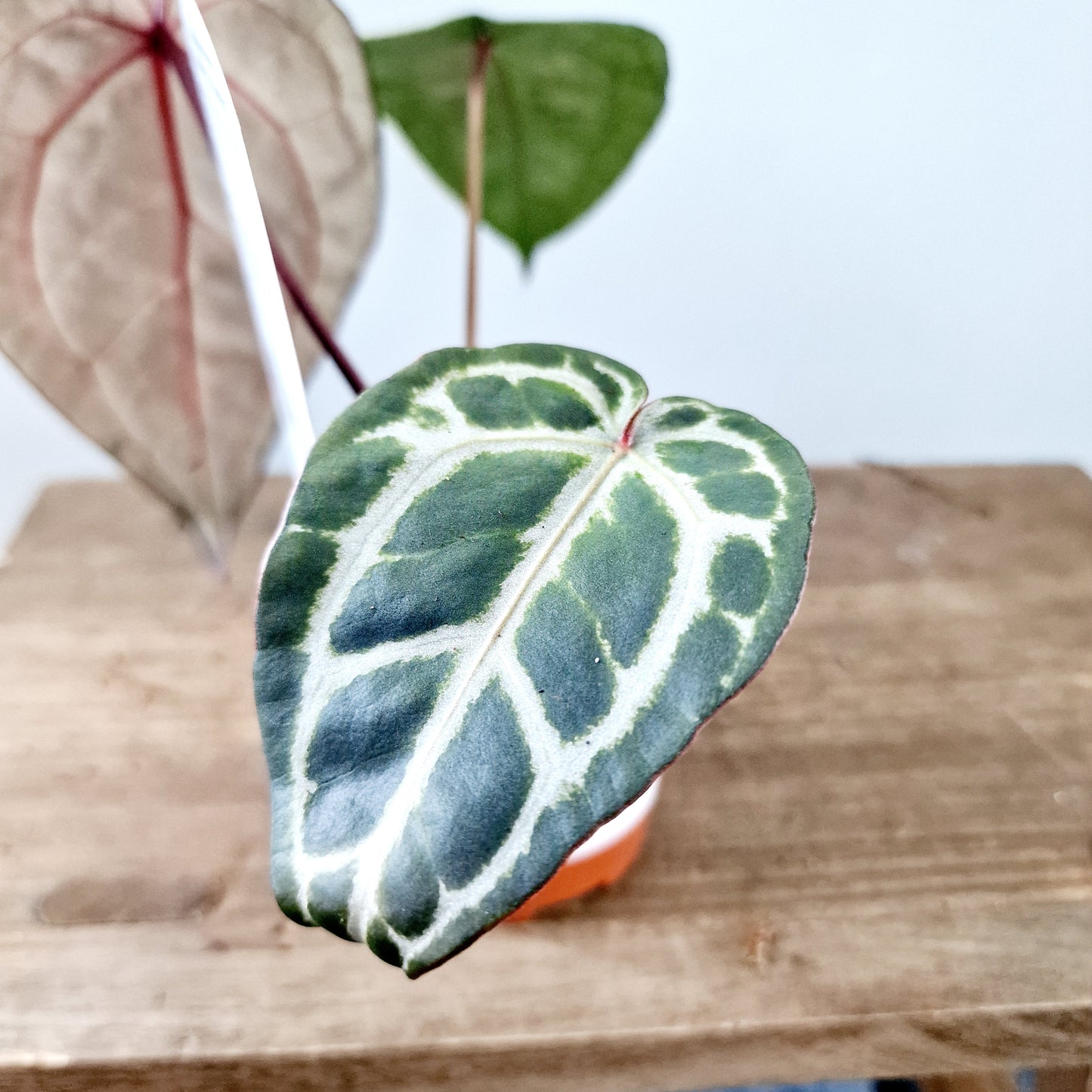Anthurium Michelle by DocBlock Houseplant 9cm pot (3)