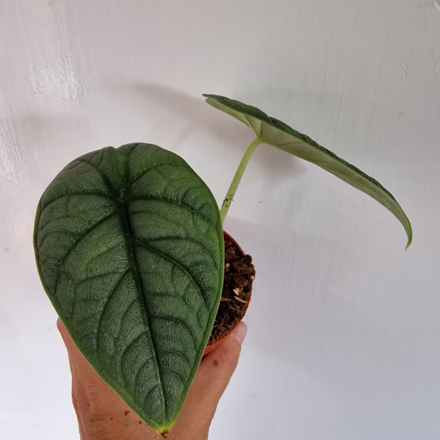 Alocasia Melo Rare Houseplant 9cm pot